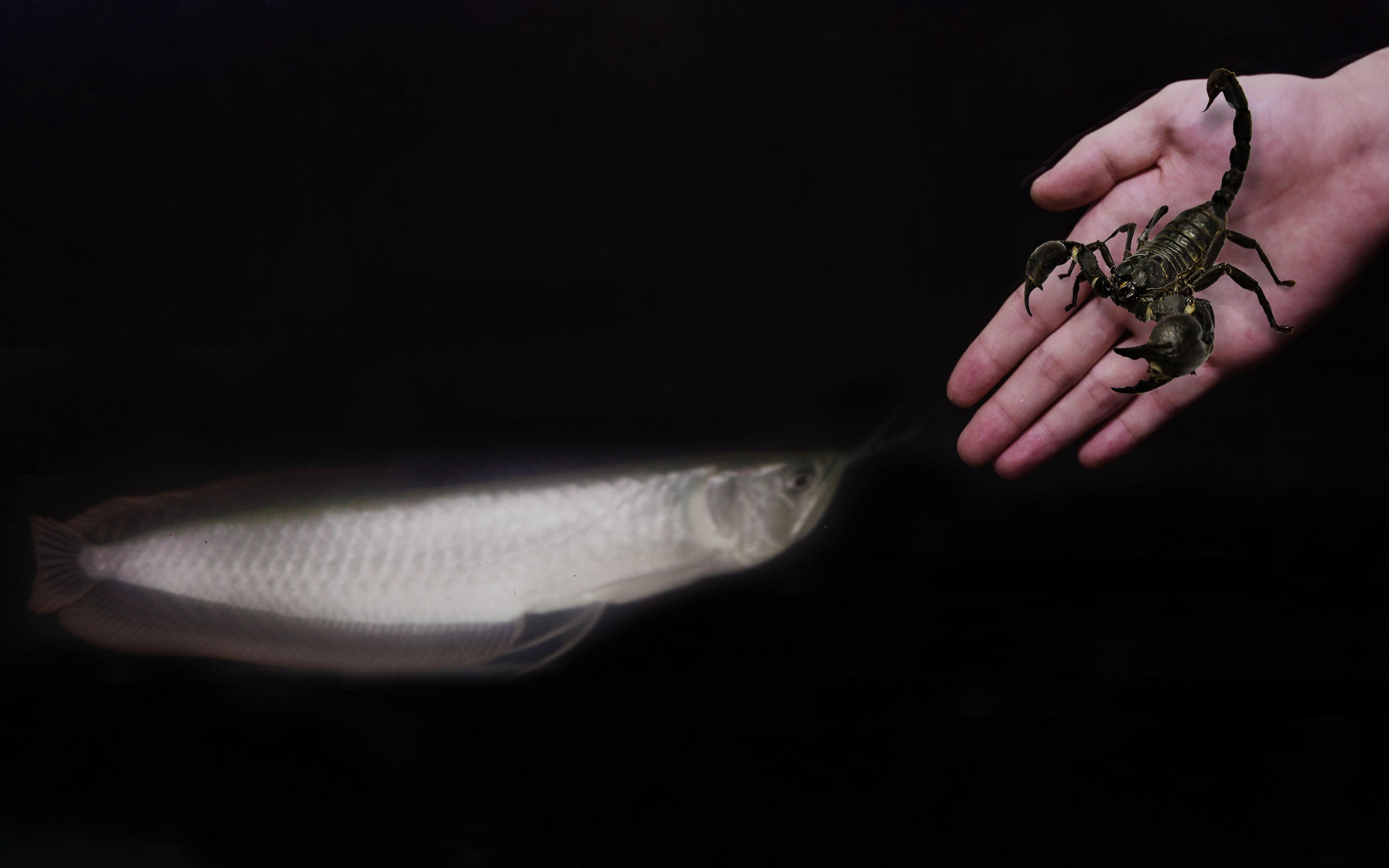如何預防龍魚常見疾病？