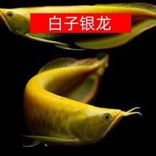 招財金龍魚價格多少錢一條