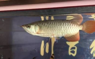 龍魚腸炎的癥狀與判定【判斷龍魚是否患有腸炎，龍魚腸炎的行為變化是非常重要的】