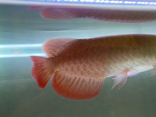龍魚不開燈會掉眼嗎 貼吧：龍魚不開燈會掉眼嗎