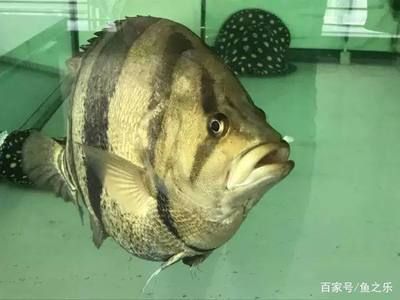 龍魚咬虎魚:如何判斷龍魚與虎魚混養注意事項,改善魚缸環境減少攻擊性 龍魚百科 第3張 龍魚咬虎魚:如何判斷龍魚與虎魚混養注意事項,改善魚缸環境減少攻擊性 龍魚咬虎魚:如何判斷龍魚與虎魚混養注意事項,改善魚缸環境減少攻擊性 龍魚百科 第3張