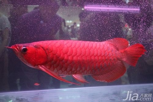 紅龍魚怎么喂食視頻講解教程（紅龍魚怎么喂食視頻講解教程全集）