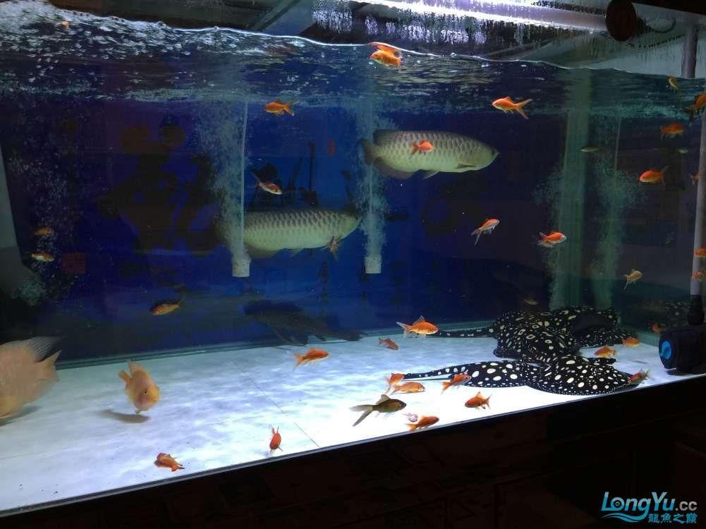 龍魚(yú)一直躲在角落：如何判斷龍魚(yú)是否適應(yīng)新環(huán)境