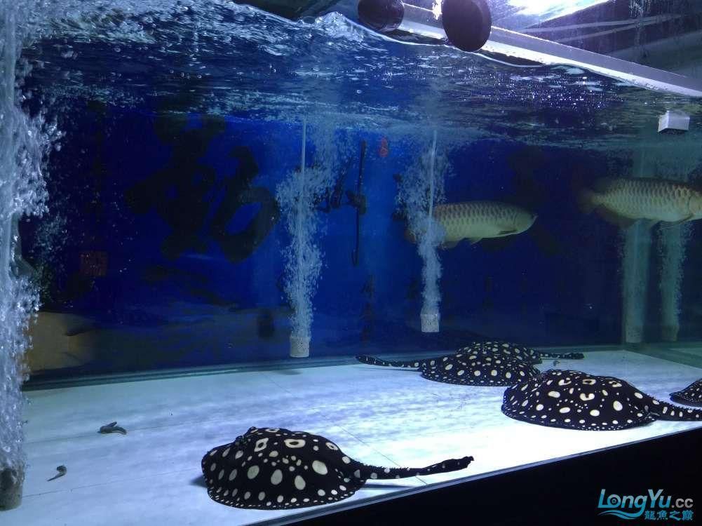 龍魚(yú)一直躲在角落：如何判斷龍魚(yú)是否適應(yīng)新環(huán)境