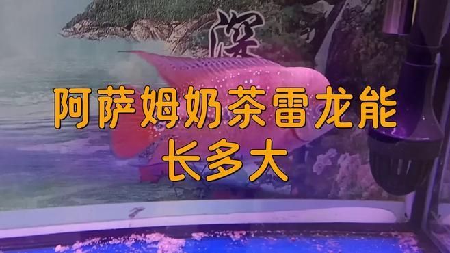 奶茶雷龍魚能長多大