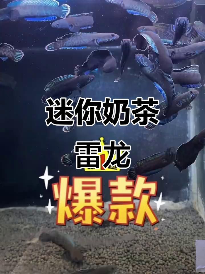奶茶雷龍魚能長多大