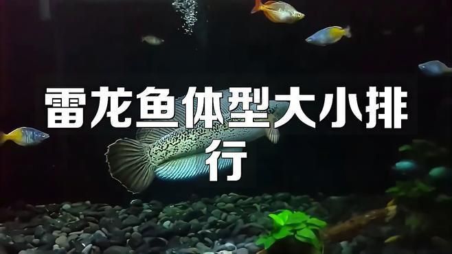 奶茶雷龍魚能長多大