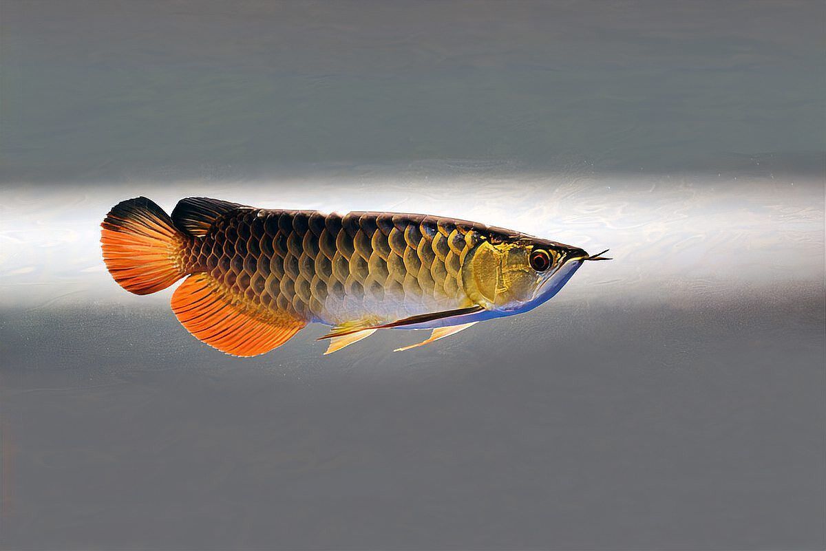 過背金龍魚認主后有哪些表現？