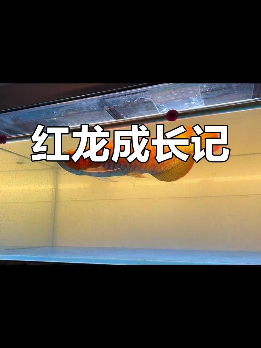 BTL紅龍魚的市場供需情況如何？