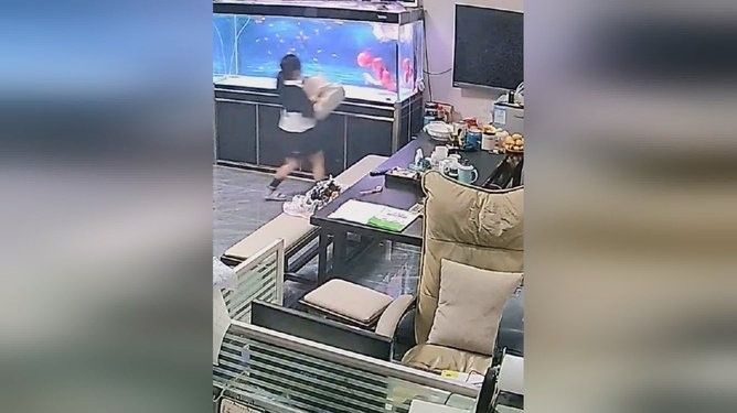 龍魚跳出魚缸會摔死嗎圖片視頻