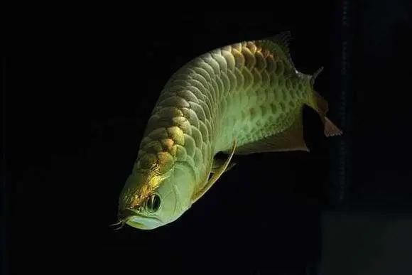 什么牌子龍魚缸性價比高又好看：魚缸品牌推薦根據(jù)搜索結果推薦幾個性價比較高的龍魚缸品牌