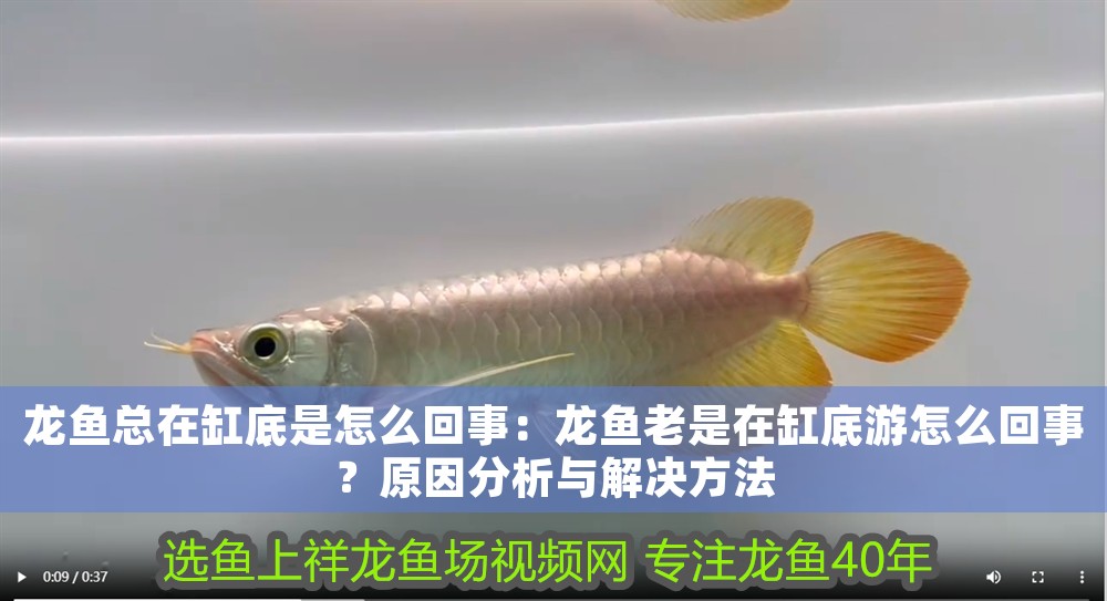 龍魚總在缸底是怎么回事：龍魚老是在缸底游怎么回事？原因分析與解決方法