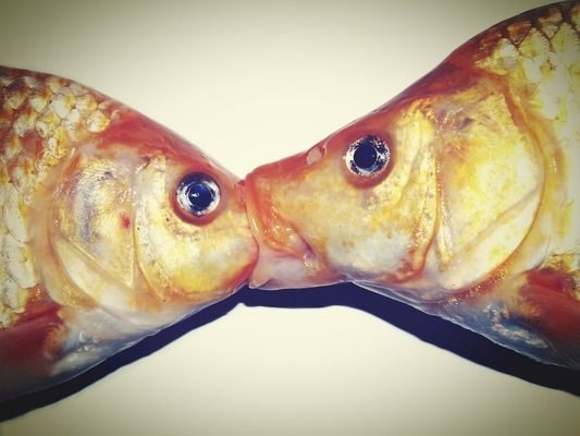 食用龍魚做法大全，幾種常見的龍魚烹飪方法