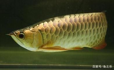龍魚最佳溫度是幾度到幾度:龍魚的最佳溫度范圍 龍魚百科 第3張 龍魚最佳溫度是幾度到幾度:龍魚的最佳溫度范圍 龍魚最佳溫度是幾度到幾度:龍魚的最佳溫度范圍 龍魚百科 第3張