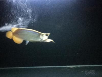 20公分左右的龍魚喂什么食物長得快（龍魚吃什么長得快）