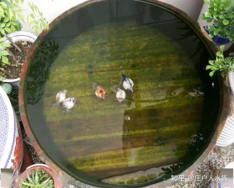龍魚死亡后多久會污染魚缸？