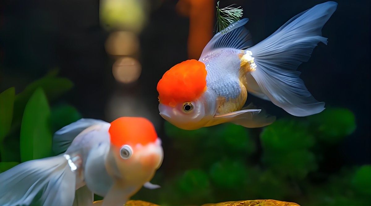 龍魚死亡后多久會污染魚缸？