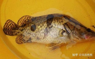 黃龍魚肉質(zhì)怎么樣好吃：黃龍魚的肉質(zhì)怎么樣好吃