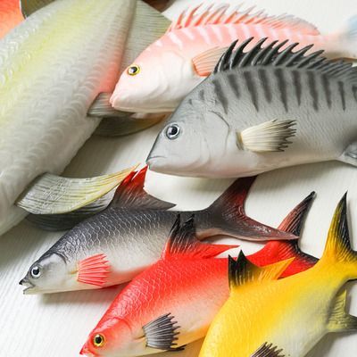 龍魚混養的龜有哪些：幾種適合與龍魚混養的龜類