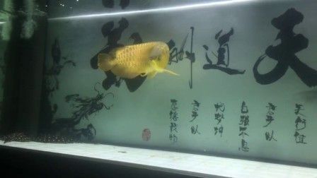 黃化龍魚視頻：黃化龍魚——比白化龍魚更稀少的黃化龍魚