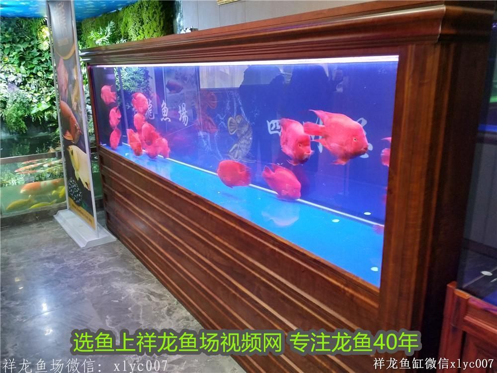 龍魚哪個品種最好：龍魚哪的最好？全球頂級龍魚產地與選購指南