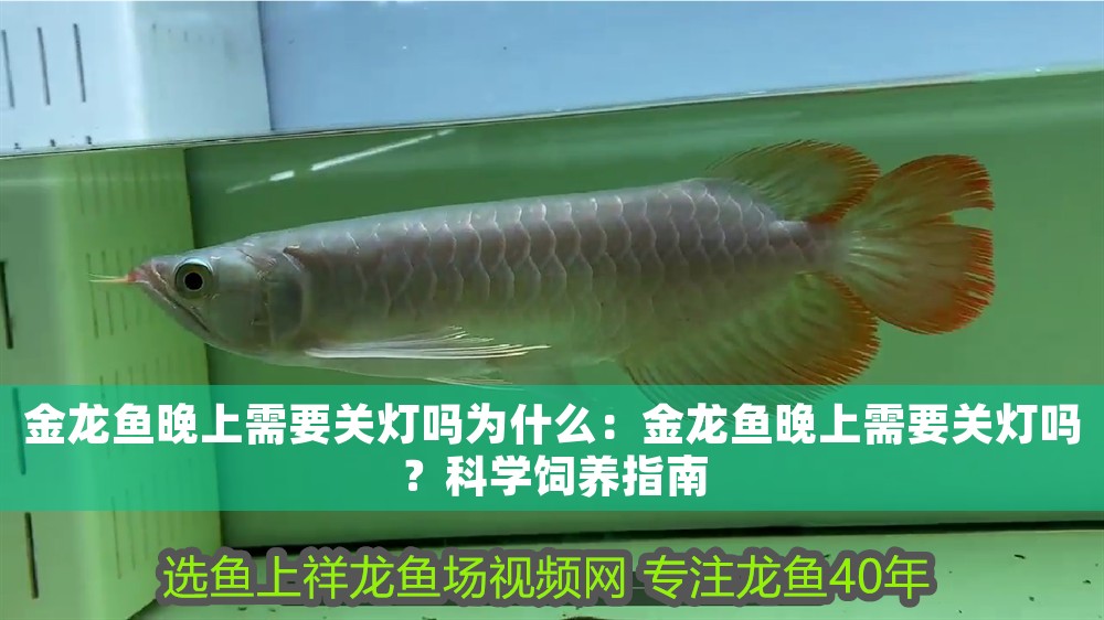 金龍魚晚上需要關(guān)燈嗎為什么：金龍魚晚上需要關(guān)燈嗎？科學(xué)飼養(yǎng)指南