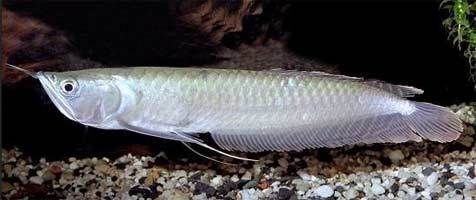 銀龍魚品種排行榜（銀龍魚品種排行榜，皇冠龍魚上榜，你知道嗎？）