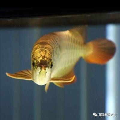龍魚增色：關于龍魚增色的一些建議
