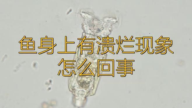 如何判斷龍魚是否感染爛身病？