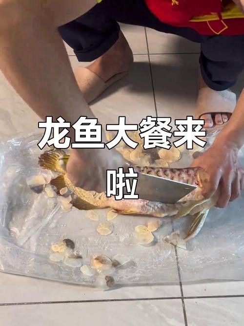 龍魚眼睛做手術(shù)可以吃嗎圖片