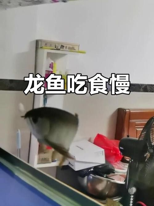龍魚眼睛做手術(shù)可以吃嗎圖片
