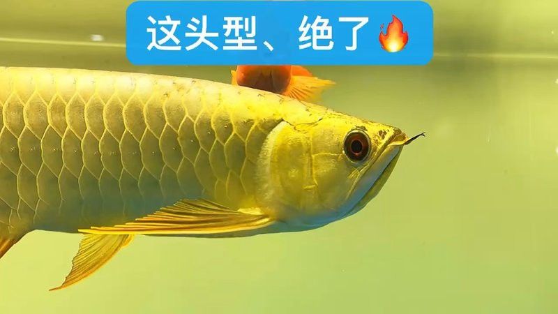 金頭金龍和古典金龍哪個更適合新手？