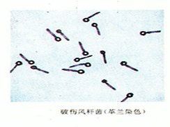 龍魚咬傷可以自愈嗎？