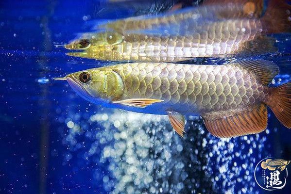 喂龍魚的小魚怎么消毒亞甲基藍：喂龍魚的小魚怎么消毒