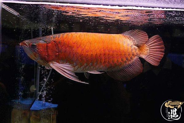 喂龍魚的小魚怎么消毒亞甲基藍：喂龍魚的小魚怎么消毒