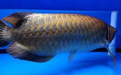龍魚吃面包嗎會死嗎：龍魚吃面包會死嗎