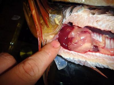 龍魚發(fā)炎用什么藥好：龍魚發(fā)炎用什么藥好， 龍魚發(fā)炎用什么藥好：龍魚發(fā)炎用什么藥好， 龍魚百科 第3張