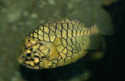 菠蘿魚能和龍魚混養嗎：關于菠蘿魚和龍魚混養的問題