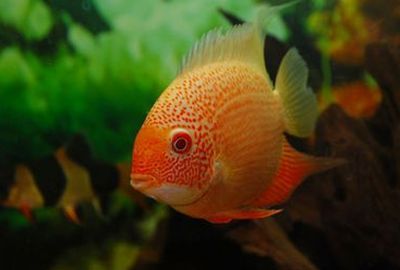 菠蘿魚能和龍魚混養嗎：關于菠蘿魚和龍魚混養的問題