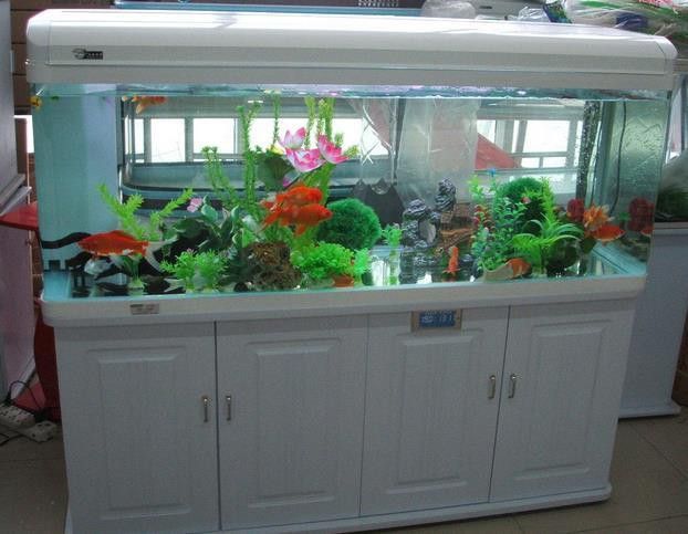 水族館加盟找祥龍魚場多少錢一個月 水族館加盟找祥龍魚場多少錢一個月 龍魚百科 第5張