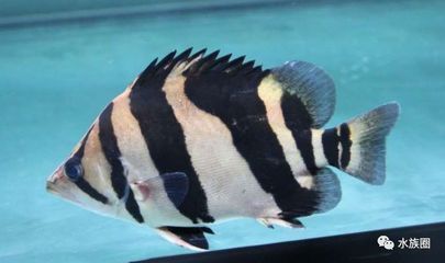 巨暴魚可以和龍魚混養(yǎng)嗎：巨暴魚與龍魚混養(yǎng)的成功案例，