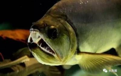 巨暴魚可以和龍魚混養(yǎng)嗎：巨暴魚與龍魚混養(yǎng)的成功案例，