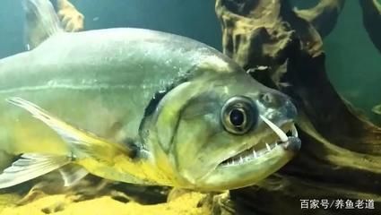 巨暴魚可以和龍魚混養(yǎng)嗎：巨暴魚與龍魚混養(yǎng)的成功案例，