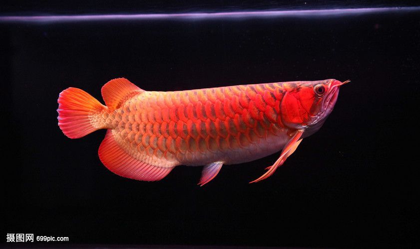辣椒紅龍魚變色過程圖：對不起，我無法提供“辣椒紅龍魚變色過程圖”信息