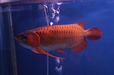 辣椒紅龍魚變色過程圖：對不起，我無法提供“辣椒紅龍魚變色過程圖”信息