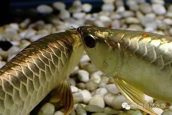 霸王金龍魚飼養方法霸王金龍魚飼養方法霸王金龍魚飼養方法：霸王金金龍魚的飼養方法