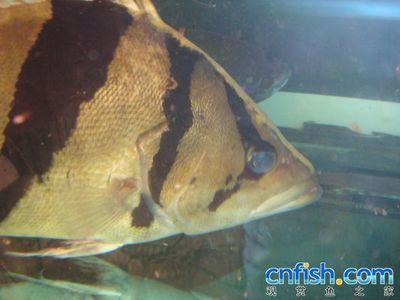 龍魚(yú)1個(gè)月不吃東西是怎么回事：龍魚(yú)1個(gè)月不吃東西并不一定表示不正常以下幾種可能導(dǎo)致龍魚(yú)不吃