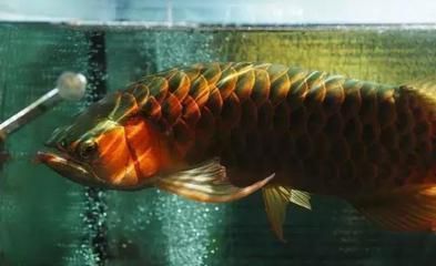 龍魚名字的由來是什么呢（龍魚名字的由來）