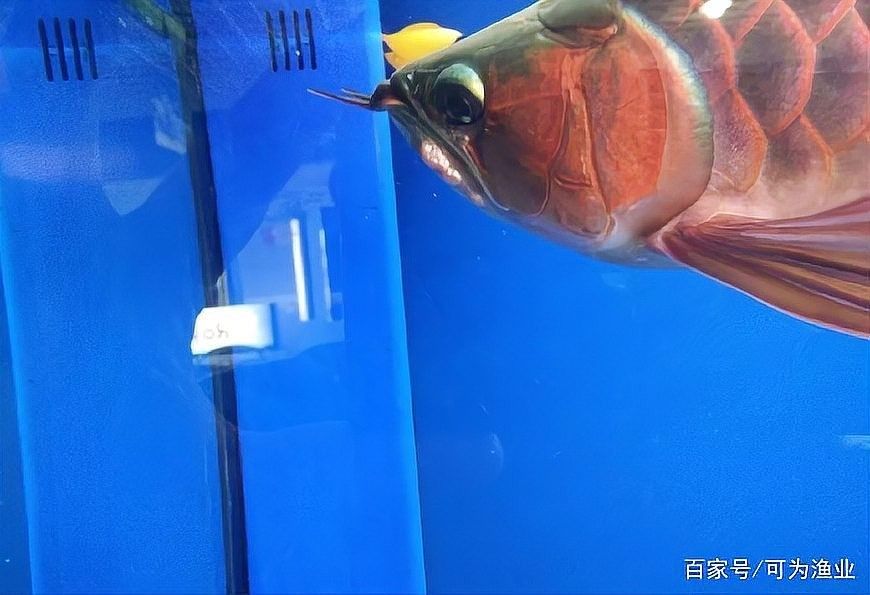 龍魚經常撞缸會死嗎為什么