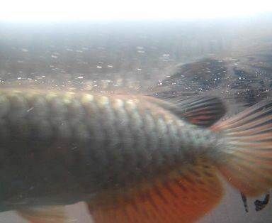 買紅龍魚的騙局有哪些呢，如何辨別紅龍魚品相改善的正確方法
